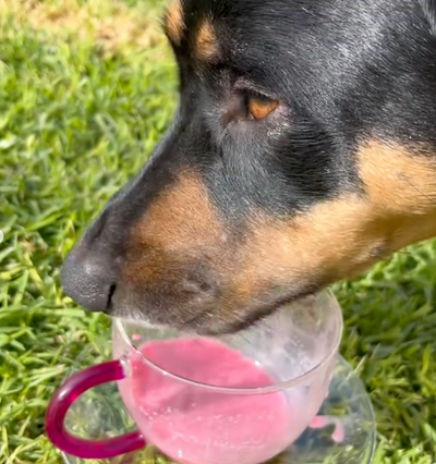 @louis_great_dane_mastiff_